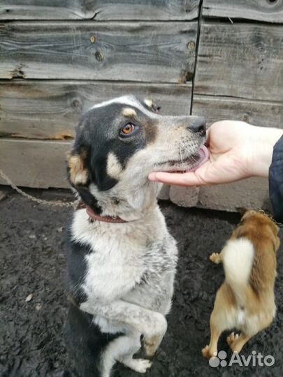 Трехлапая Дана ищет дом