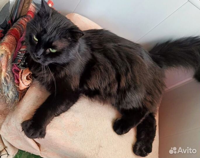 Кот ищет дом