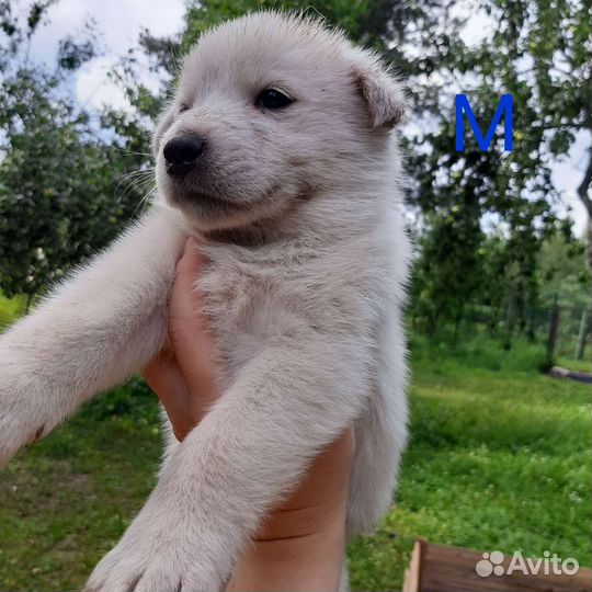 Щенки в добрые руки для Вашего семейного очага