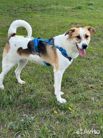 Энергичный молодой пес ищет дом