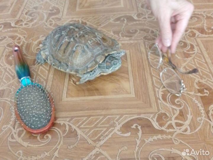 Красноухая черепаха самка