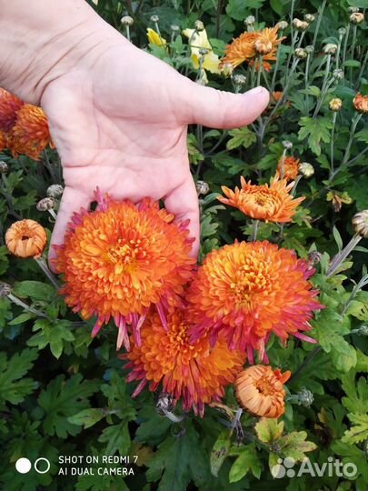 Хризантемы 9 сортов
