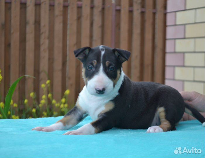 Девочка стандартный бультерьер