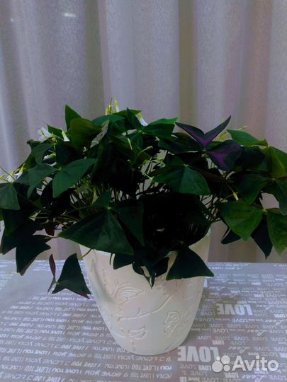 Комнатные цветы- Оксалис (кислица)