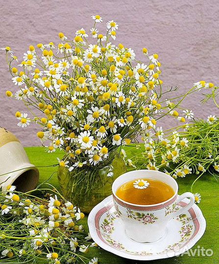 Ромашка аптечная