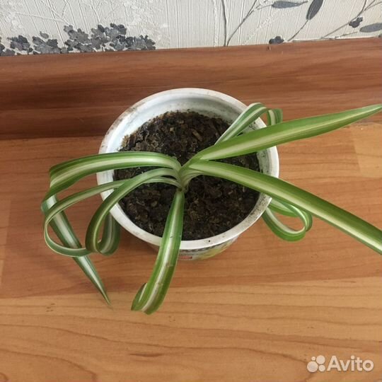 Комнатные цветы хлорофитум кучерявый Бонни