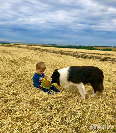 Бордер колли вязка