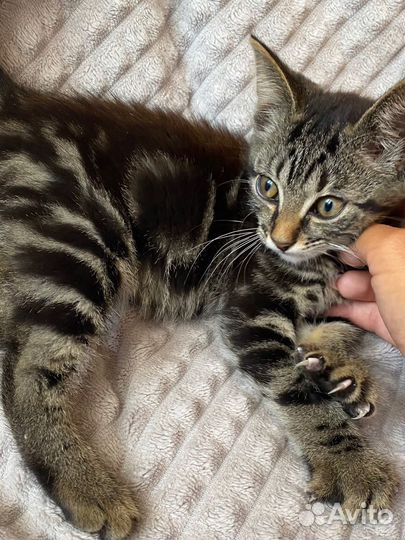 Мраморная девочка метис британец 2 месяца