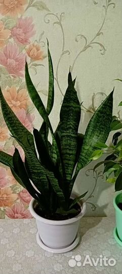 Фикус, сансевьера