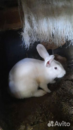 Кролики мясных пород