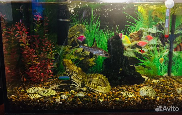 Аквариум