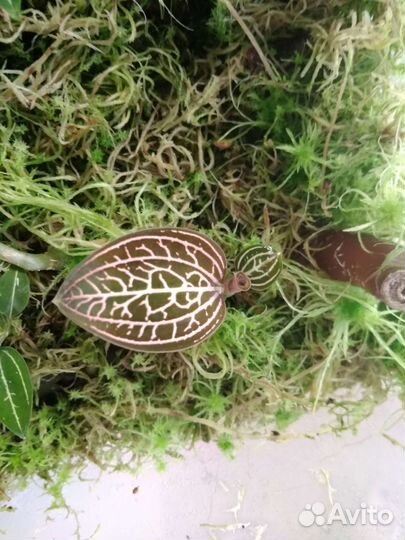 Драгоценная орхидея