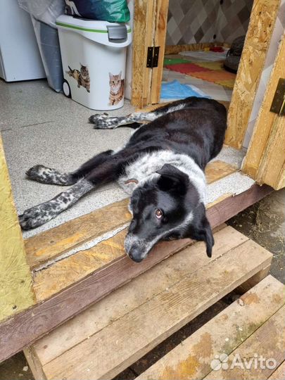 Особенный пёс из приюта ждёт свою семью