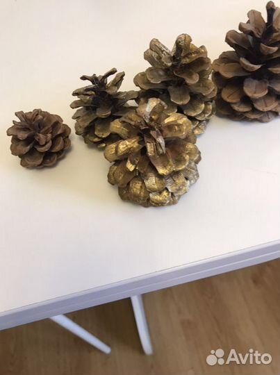 Шишки Средиземноморские