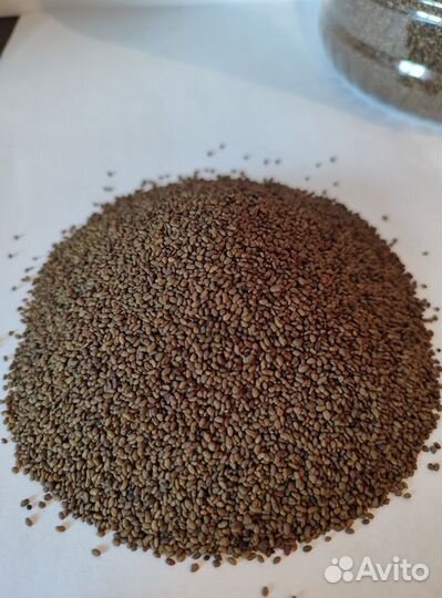 Семена люцерны