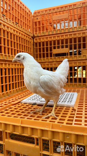 Куры несушки большой выбор