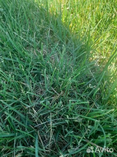 Рулонный газон Премиум