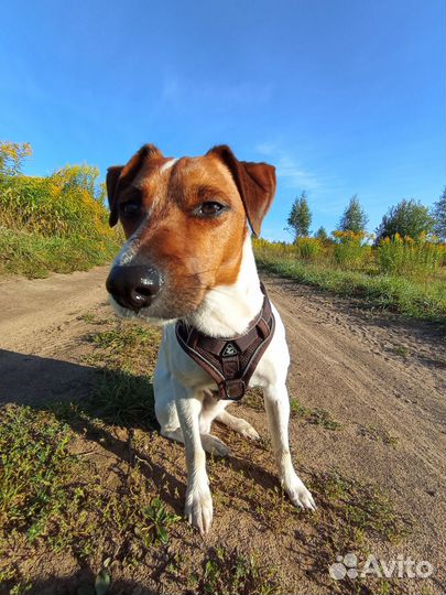 Джек (парсон ) Рассел терьер в добрые руки