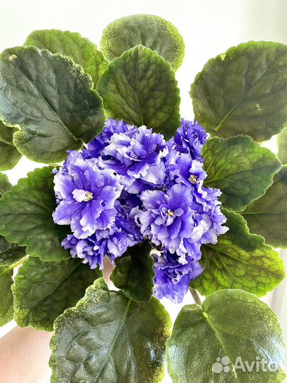 Фиалка сортовая