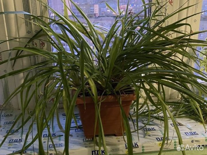 Растения: лимон герань хлорофитум алоэ