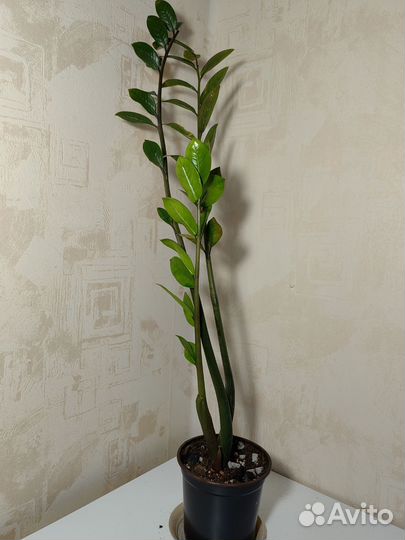 Замиокулькас