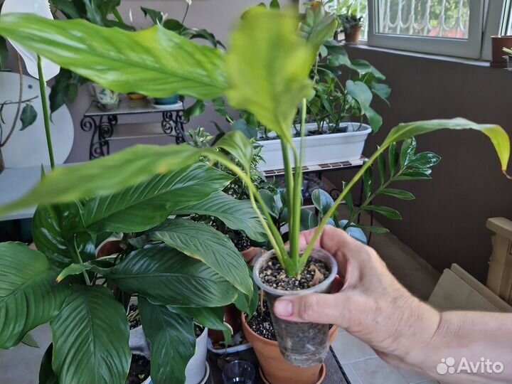 Спатифиллум