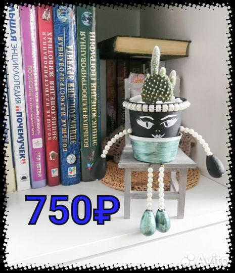 Кактус опунция микродазис