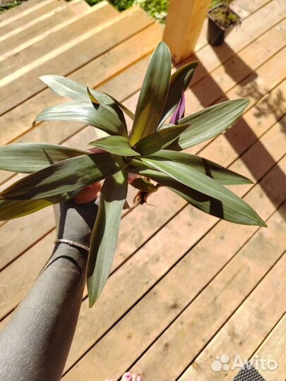 Традесканция Рео