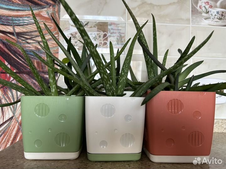 Алоэ вера растение