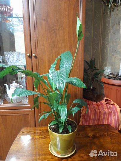 Спатифиллум