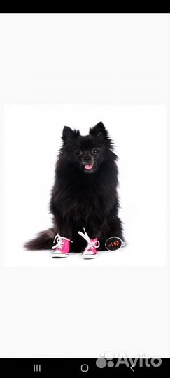 Кеды джинсовые для собак