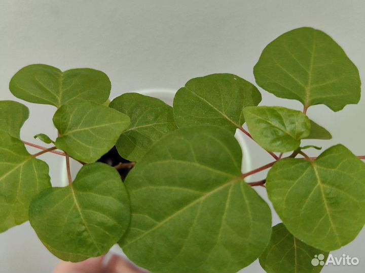 Комнатная красная смородина