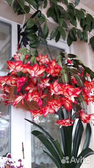 Декабрист шлюмбергера сортовой