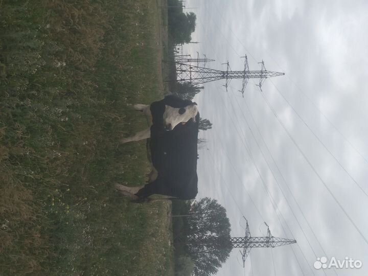 Коровы дойные молочные 8 голов и бычки на племя