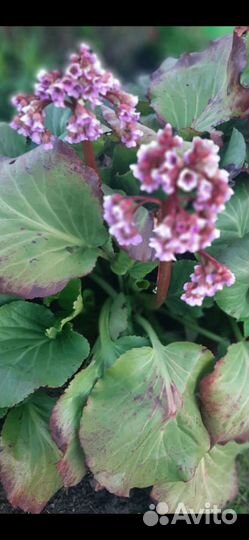 Ромашка, хосты и др многолетники