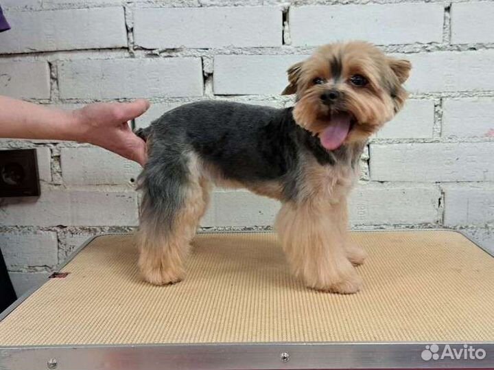 Груминг собак. Экспресс-линька и стрижки собак