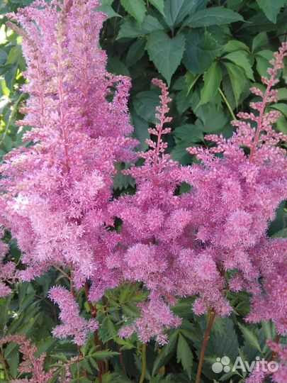 Астильба кусты