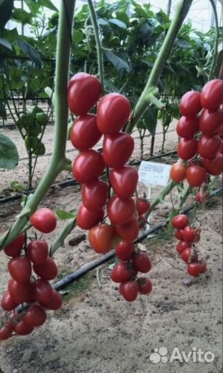 Рассада помидор черри Ира F1 высокорослые