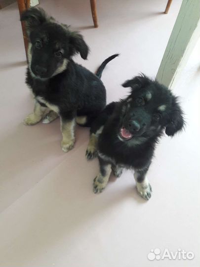 Собаки бесплатно в добрые руки щенки