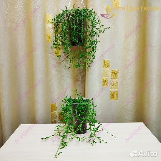 Крестовник бананы