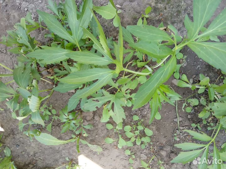 Вербенник, золотой шар, спаржа