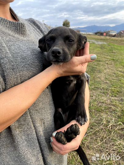 Щенок в добрые руки бесплатно