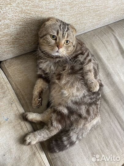 Шотландский кот