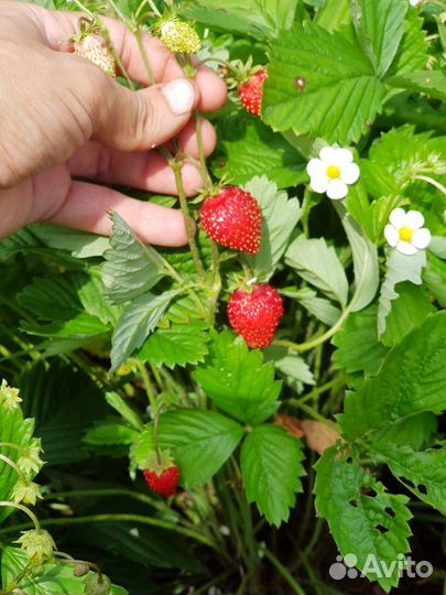 Малина, клубника, земляника, смородина, ежевика