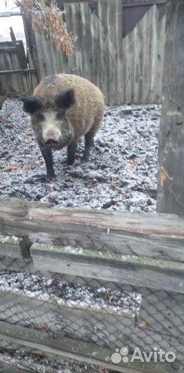 Свинья Венгерская мангалица