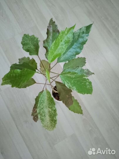 Шефлера гибискус