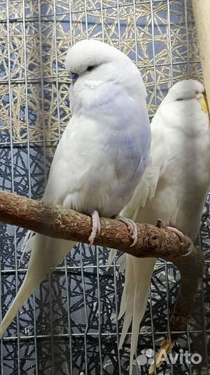 Выставочные волнистые попугаи (ввп - Чехи)