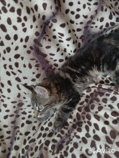 Мейн-кун девочка