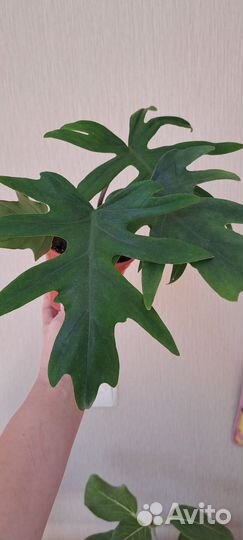 Филодендрон Лучистый