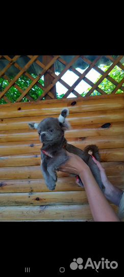 Щенки чихуахуа